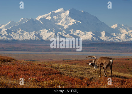 Rangifer Tarandus Caribou Stier kratzen sein Geweih mit Mount McKinley im Hintergrund Denali Nationalpark, Alaska Stockfoto