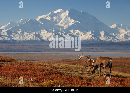 Caribou Rangifer tarandus Bulle in Furtenfütterung mit Mount McKinley im Hintergrund Denali National Park im Inneren Alaskas Stockfoto