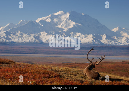 Caribou Rangifer Tarandus Bulle in Furche in Herbstfarben mit Mount McKinley im Hintergrund Denali National Park Alaska Stockfoto