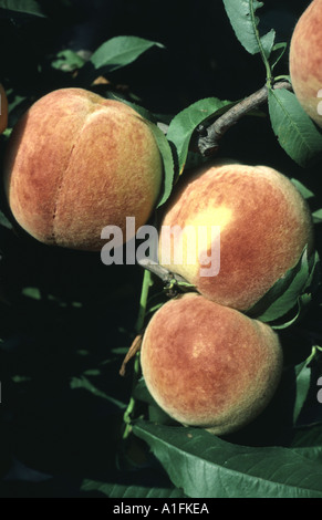 Reife Pfirsichfrucht auf Zweig Prunus persica Stockfoto