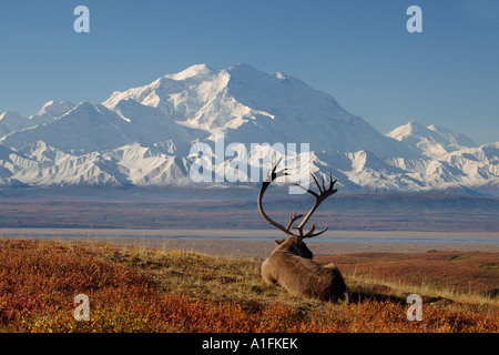 Caribou Rangifer Tarandus Bulle in Furche in Herbstfarben mit Mount McKinley im Hintergrund Denali National Park Alaska Stockfoto