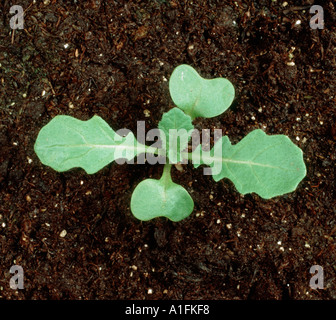 Ackersenf Sinapis Arvensis Sämling Unkraut mit zwei Blättern Stockfoto