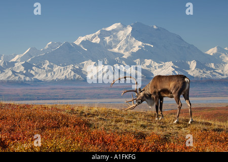 Caribou Rangifer Tarandus Bull in Herbstfarben mit Mount McKinley im Hintergrund Denali Nationalpark innen Alaska Stockfoto