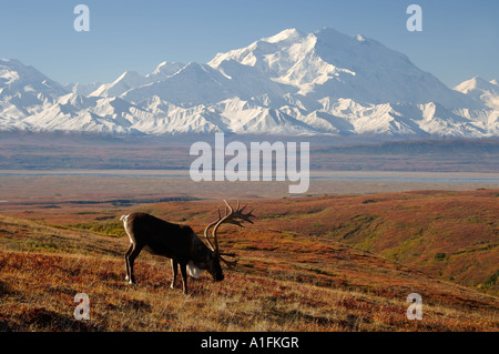 Caribou Rangifer Tarandus Bulle in Furche in Herbstfarben mit Mount McKinley im Hintergrund Denali National Park im Inneren Alaskas Stockfoto