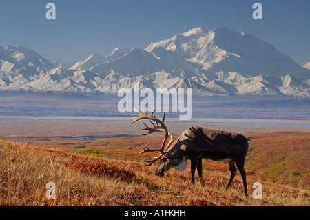 Caribou Rangifer Tarandus Bulle in Furche in Herbstfarben mit Mount McKinley im Hintergrund Denali National Park im Inneren Alaskas Stockfoto