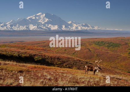 Caribou Rangifer Tarandus Bulle in Furche in Herbstfarben mit Mount McKinley im Hintergrund Denali National Park im Inneren Alaskas Stockfoto