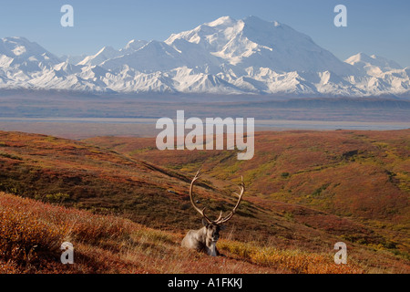 Caribou Rangifer Tarandus Bulle in Furche in Herbstfarben mit Mount McKinley im Hintergrund Denali National Park Alaska Stockfoto