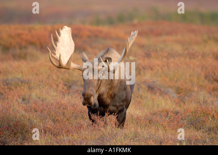 Elch-Alces Alces Bull gehen auf fallen Tundra im Denali-Nationalpark innen Alaska Stockfoto