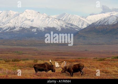 Elch-Alces Alces zwei Stiere in Furche kämpfen während der Paarung Saison Denali Nationalpark innen Alaska Stockfoto