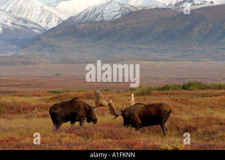 Elch-Alces Alces zwei Stiere in Furche kämpfen während der Paarung Saison Denali Nationalpark innen Alaska Stockfoto