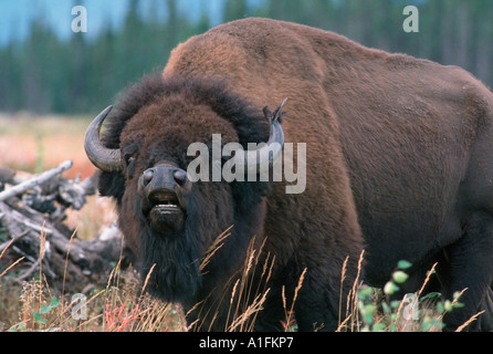 Büffel, Bison Bison, Wilde Büffel in Alaska in der Nähe von Fairbanks Stockfoto