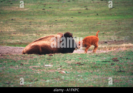 Büffel, Bison Bison Kuh ruht und Kalb spielen Stockfoto