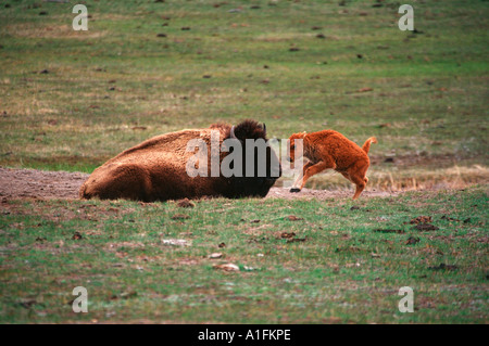 Büffel, Bison Bison Kuh ruht und Kalb spielen Stockfoto