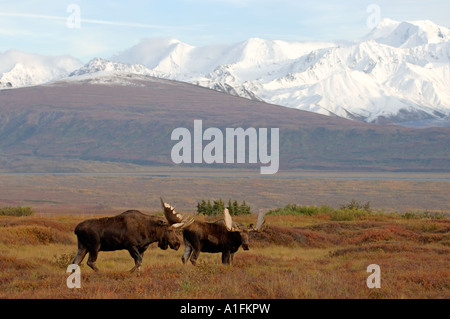 Elch-Alces Alces zwei Stiere in Furche kämpfen während der Paarung Saison Denali Nationalpark innen Alaska Stockfoto