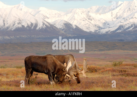 Elch-Alces Alces zwei Stiere in Furche kämpfen während der Paarung Saison Denali Nationalpark innen Alaska Stockfoto