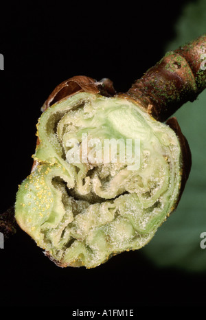 Geschwollene Knospe schwarze Johannisbeere Pflanze verursacht durch Milbenbefall Cecidophyopsis Ribis mite oder sonst bekannt als Big Bud Milbe Stockfoto