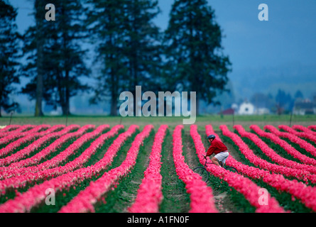 Radfahrer fahren durch Tulpenfelder im Skagit Valley während der jährliche Tulpenfest. Stockfoto