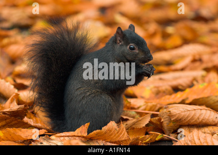 Schwarzen Eichhörnchen füttern unter Herbst Blätter im Stadtpark. Stockfoto