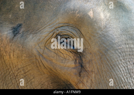 Nahaufnahme eines Elefanten Auge Pinnawela Elefantenwaisenhaus, Sri Lanka Stockfoto