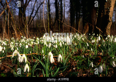 Nahaufnahme von Schneeglöckchen, galanthus nivalis, in Laubwäldern in Butley, Suffolk, England, Großbritannien Stockfoto