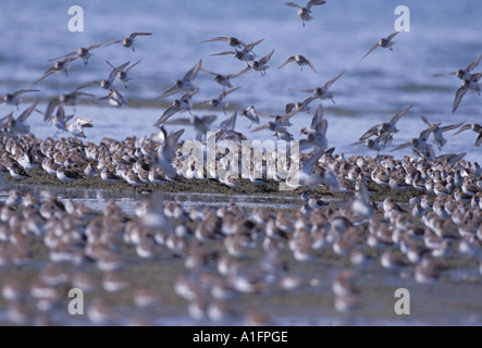 Wenigsten Strandläufer Calidris Minutilla auf Copper River Delta Alaska Stockfoto