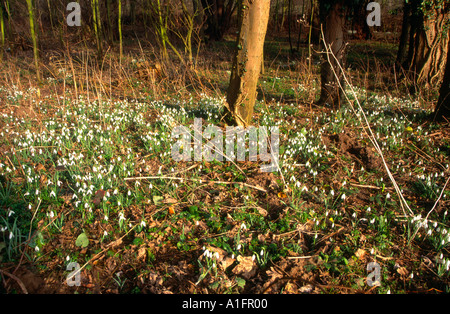 Schneeglöckchen im Laubwald Suffolk England Stockfoto