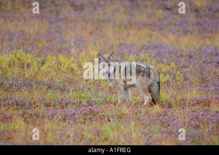 grauer Wolf Canis Lupus Pup auf Herbst Tundra Denali Nationalpark innen Alaska Stockfoto