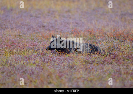 grauer Wolf Canis Lupus ruht auf Herbstfarben innen Denali Nationalpark in Alaska Stockfoto