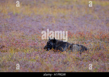 grauer Wolf Canis Lupus ruht auf Herbstfarben innen Denali Nationalpark in Alaska Stockfoto