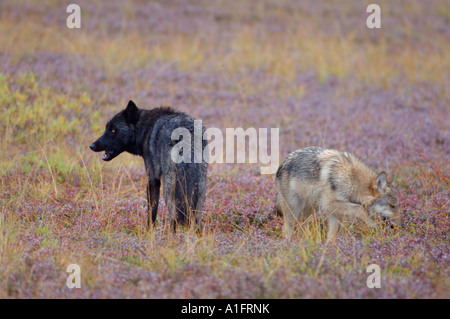 grauer Wolf Canis Lupus männlich und Welpe auf Herbst Tundra Denali Nationalpark innen Alaska Stockfoto