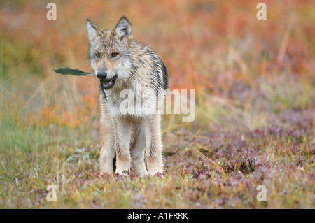grauer Wolf Canis Lupus Pup auf Herbst Tundra Denali Nationalpark innen Alaska Stockfoto