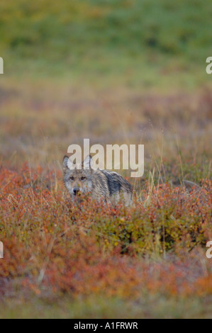 grauer Wolf Canis Lupus Pup auf Herbst Tundra Denali Nationalpark innen Alaska Stockfoto