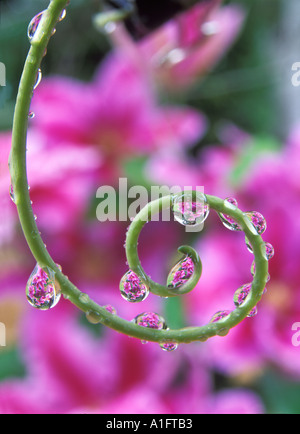 V00181 Tiff Clematis gesehen durch Perlen des Wassers auf Ranke Leidenschaft Blume Pflanze Oregon Stockfoto