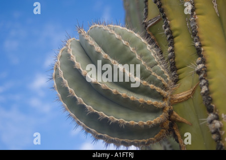 Kaktus in der Wüste auf der Halbinsel Baja California Mexiko Stockfoto