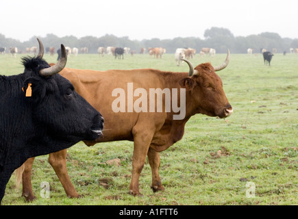 Kühe grasen auf einer Wiese, Andalusien, Spanien Stockfoto