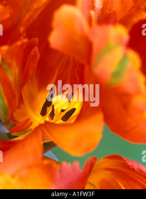 Nahaufnahme von Tulpe Blume Teile in der Nähe von Alpine Oregon Stockfoto