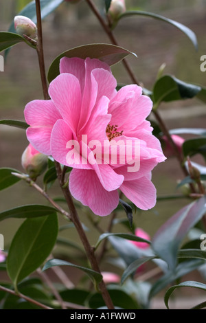 Kamelie X williamsii Spende Blüte in s Garten Stockfoto