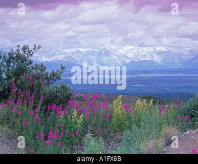 Weidenröschen und Goatsbeard aus Denali Highway Alaska Stockfoto