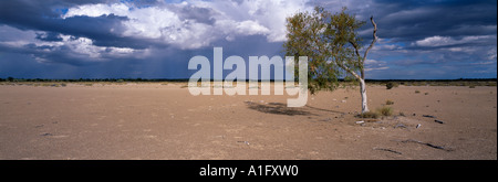 Pfeilern Gewitter auf Ebenen im australischen Outback mit einem einsamen Baum, in der Nähe von Winton, Queensland. Stockfoto