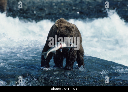 Brauner Bär fängt Lachs im Fluss Südwest-Alaska Sommer Stockfoto