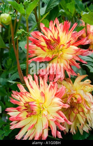 Drei leuchtende orange und gelbe Dahlienblüten blühen in einem üppig grünen Garten, die komplizierte Blütenmuster und natürliche Schönheit zeigen. Stockfoto
