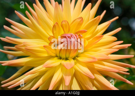 Nahaufnahme einer leuchtend gelb-orange Dahlia Torreador Blume mit spitzen Blütenblättern in voller Blüte, die komplizierte Blumenmuster zeigen. Stockfoto