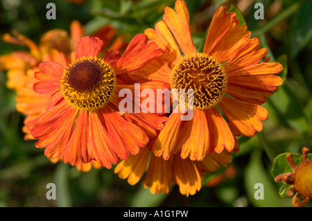 Nahaufnahme von zwei orangefarbenen gewöhnlichen Niezeweed-Blüten, Helenium autumnale var Riverton Gem, blühend in einem Sommergarten. Stockfoto