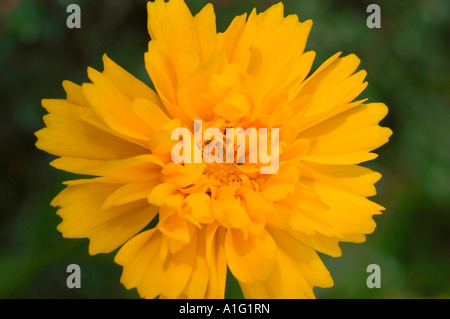 Gelbe Blume Nahaufnahme von Coreopsis Calliopsis Tickseed Coreopsis Grandiflora Var Sunray Stockfoto