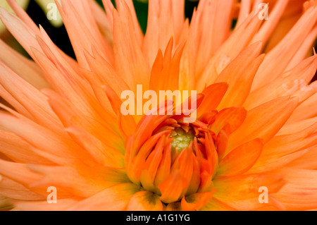 Detaillierte Nahaufnahme von orangen Dahlienblüten mit spitzen Blütenblättern und grünem Kern, die natürliche Schönheit und Textur zeigen. Stockfoto