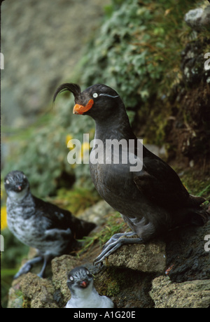 Hauben-Auklet thront auf Felsen St George Isl SW AK Stockfoto