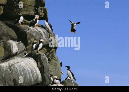 Gehörnte Papageientaucher gemeinsame wärmeren Bristol Bay SW AK Stockfoto