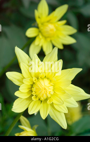 Lebendige Nahaufnahme einer gelben Dahlienblume in voller Blüte mit weichem grünem Laubhintergrund. Wunderschöne Blumenfotografie. Stockfoto