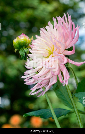 Nahaufnahme einer blühenden weißen und rosafarbenen Dahlia-Staris-Blume und einer grünen Knospe. Elegante Blumenfotografie einer Dahlien in einem Sommergarten. Stockfoto