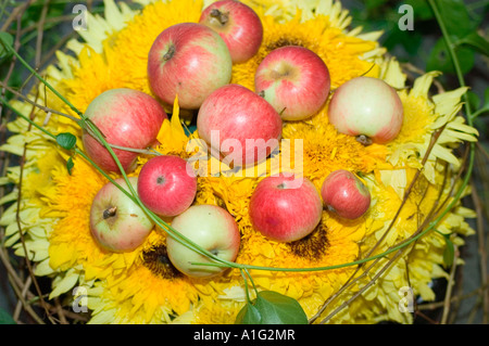 Ein wunderschönes Arrangement von Blumen und Äpfeln mit hellgelben Sonnenblumen und kleinen roten und grünen Äpfeln in einer saisonalen Herbstpräsentation. Stockfoto